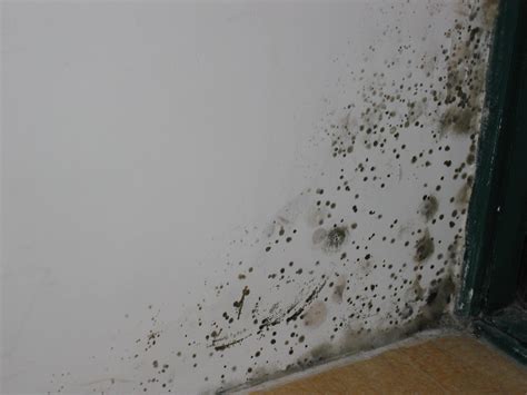 地下室房子 房間牆壁有螞蟻